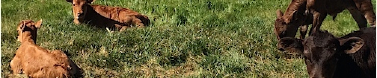 Group of Calves