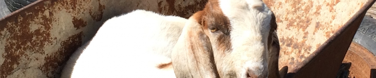 Rena the Goat in Barrow