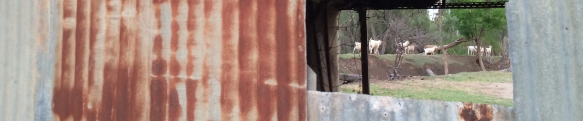Meccano shed with goats